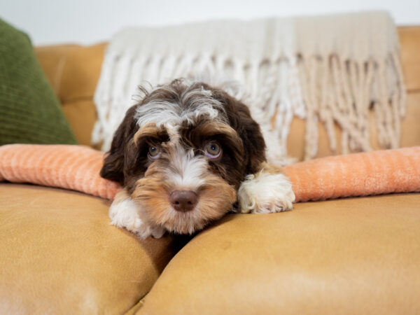 Braxton - Cavapoo - Image 2