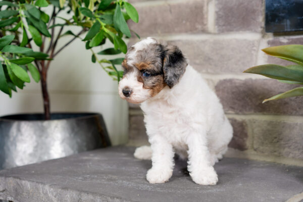 Cece - Poodle - Image 6