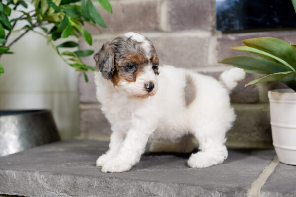 Cece - Poodle - Image 5