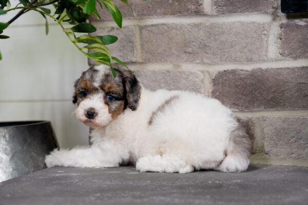 Cece - Poodle - Image 4