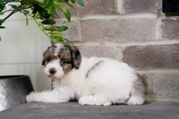Cece - Poodle - Image 3