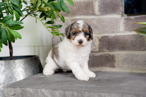 Cece - Poodle