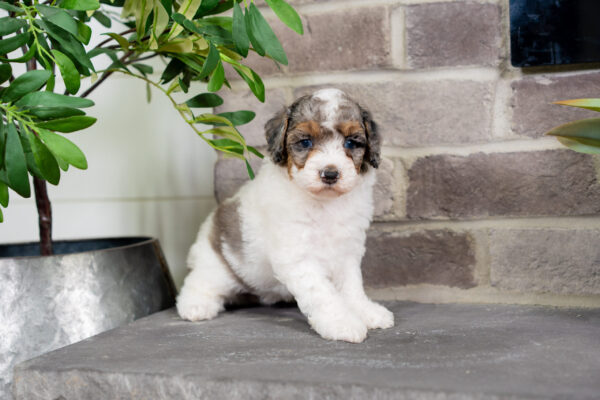 Cece - Poodle - Image 2