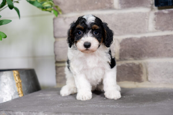 Charlee - Poodle - Image 5