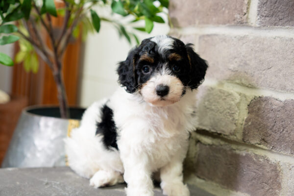 Charlee - Poodle