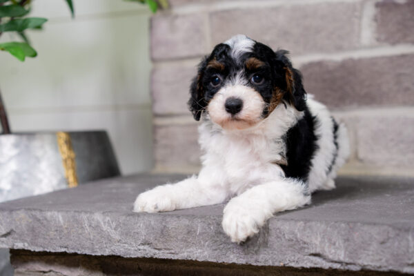 Charlee - Poodle - Image 2