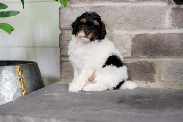Cricket - Poodle - Image 7