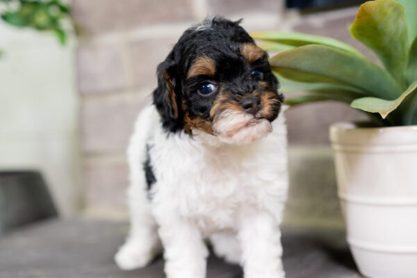 Cricket - Poodle - Image 6