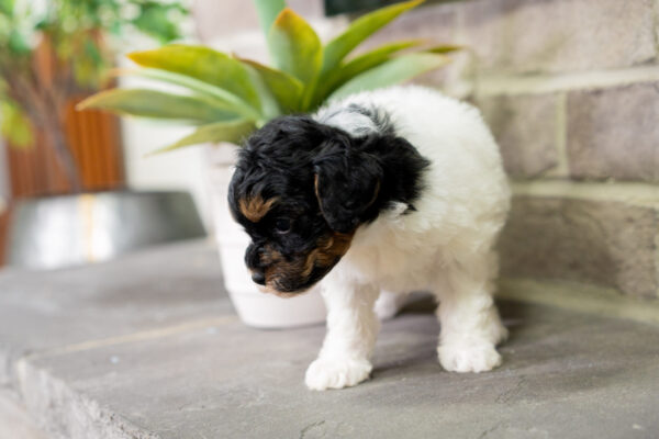 Cricket - Poodle - Image 5