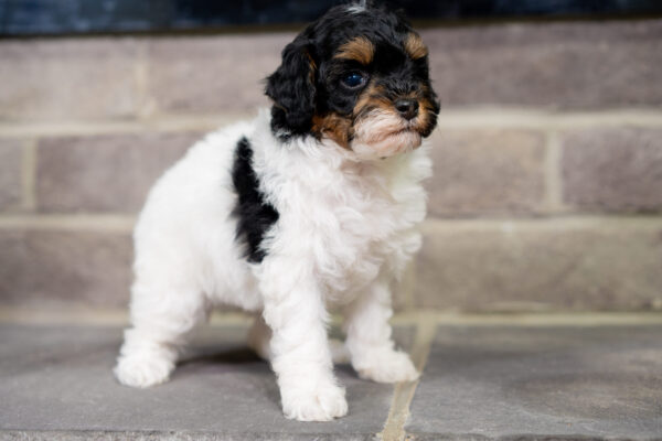 Cricket - Poodle - Image 4
