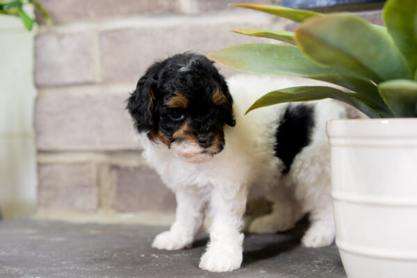 Cricket - Poodle - Image 3