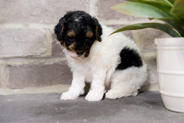 Cricket - Poodle - Image 2
