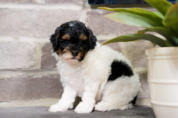Cricket - Poodle