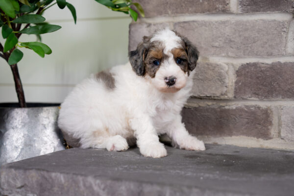 Cruz - Poodle - Image 6