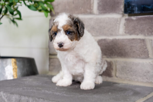 Cruz - Poodle - Image 5