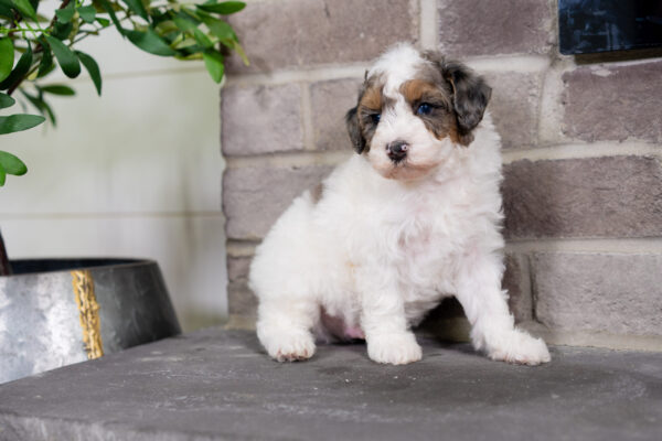 Cruz - Poodle - Image 4
