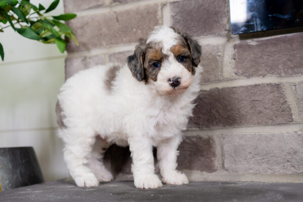 Cruz - Poodle - Image 3