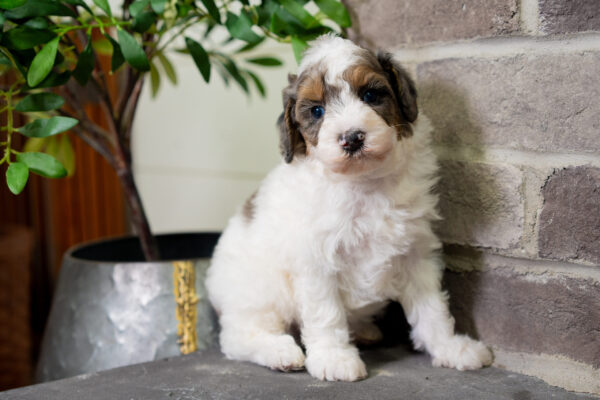 Cruz - Poodle