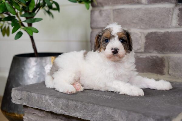 Cruz - Poodle - Image 2
