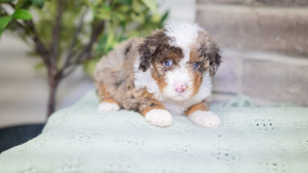 Auburn - Poodle - Image 6