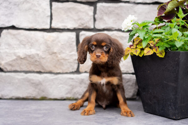 Parker - Cavalier - Image 3