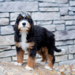 Rocky | Tri Bernedoodle for sale