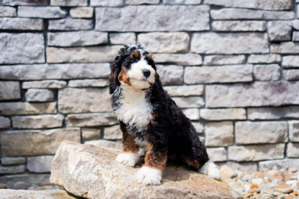 Rocky - Bernedoodle