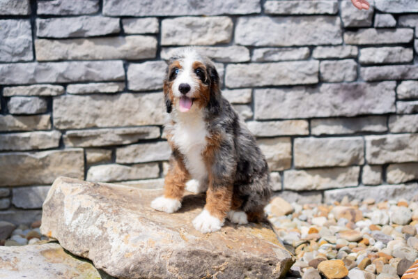 Ruby - Bernedoodle