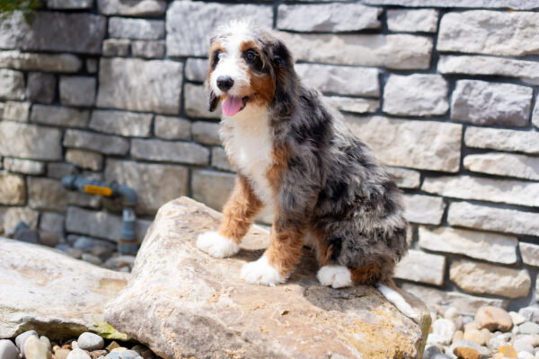 Ruby - Bernedoodle - Image 2