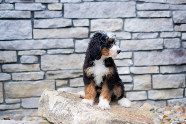Roxy - Bernedoodle