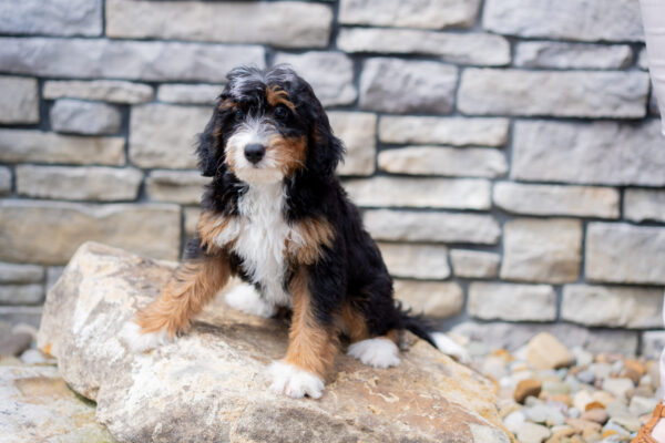 Remy - Bernedoodle - Image 2