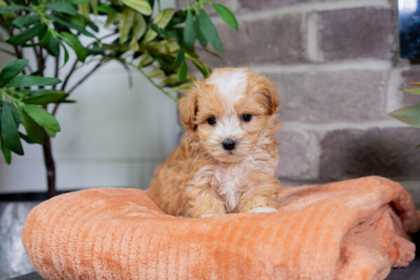 Louie - Male Tea Cup Maltipoo