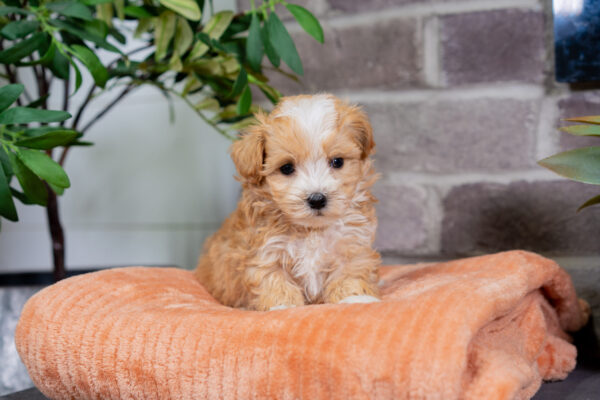 Louie - Male Tea Cup Maltipoo - Image 2