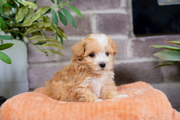Louie - Male Tea Cup Maltipoo - Image 3