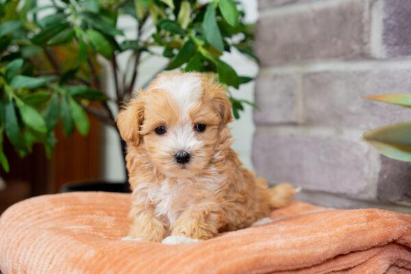 Louie - Male Tea Cup Maltipoo - Image 4