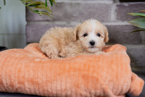 Luna - Female Tea Cup Maltipoo