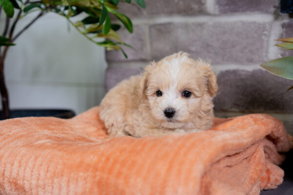 Luna - Female Tea Cup Maltipoo - Image 2