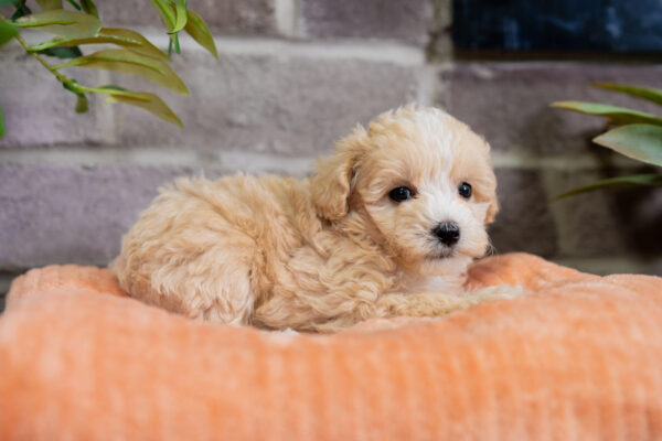 Luna - Female Tea Cup Maltipoo - Image 3