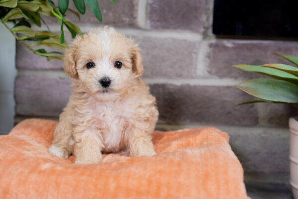 Luna - Female Tea Cup Maltipoo - Image 4