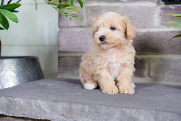 Lenny - Male Tea Cup Maltipoo
