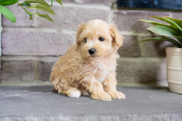 Lenny - Male Tea Cup Maltipoo - Image 2