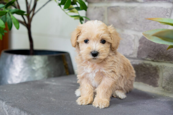 Lenny - Male Tea Cup Maltipoo - Image 3