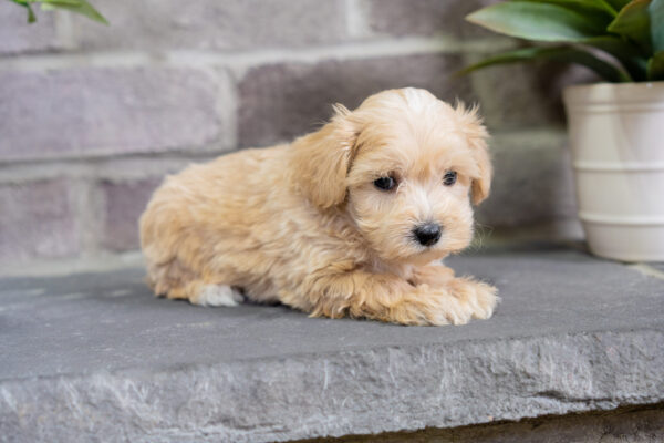 Lenny - Male Tea Cup Maltipoo - Image 4