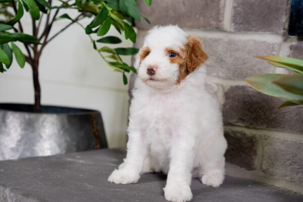 Daisy - Poodle - Image 3
