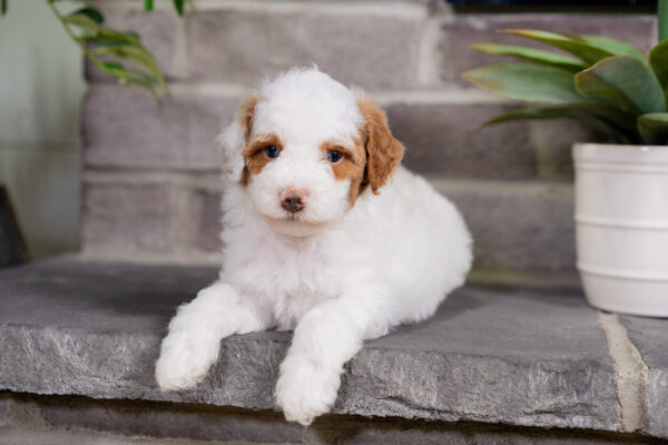 Daisy - Poodle
