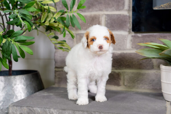 Daisy - Poodle - Image 2