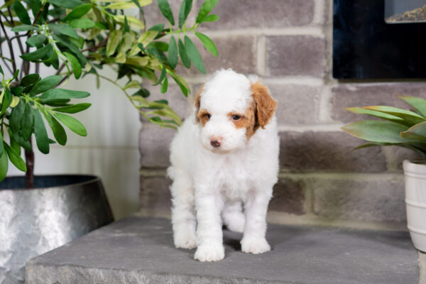 Daisy - Poodle - Image 7