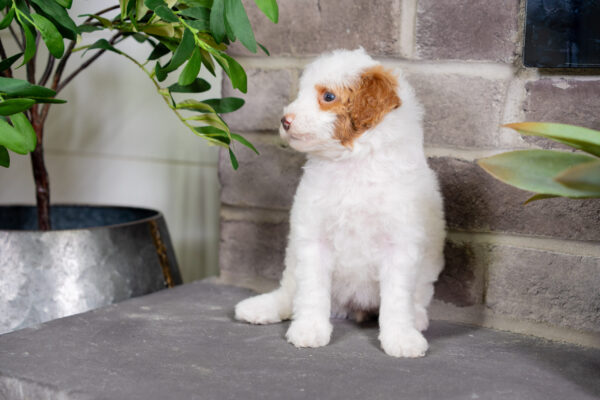 Daisy - Poodle - Image 6