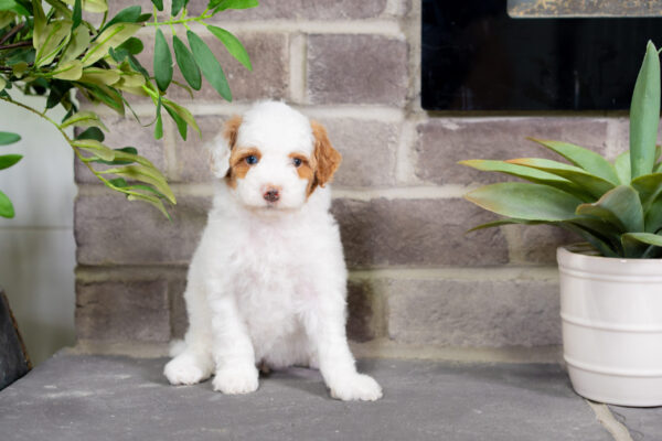 Daisy - Poodle - Image 5