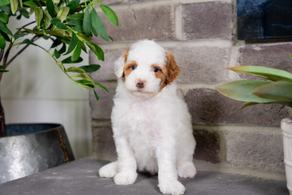 Daisy - Poodle - Image 4